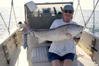 Here's a bull redfish taken in the St. John's near Jacksonville, FL.