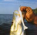 This snook couldn't resist the action of the twitching bait.