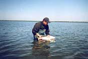 A wading angler releasing a redfish.