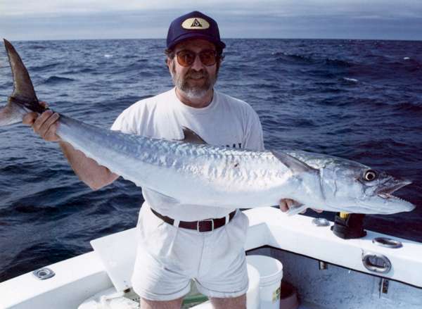 getting smoked by the king livebaiting spring kingfish it doesn king fish 600x439