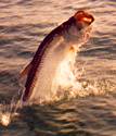 Jumping tarpon.