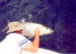 An experienced angler prepares to release his trophy tarpon.