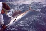 Here's a sailfish about to be released at boatside.