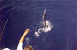 Leadering can severely injure a sailfish, thereby reducing its chances to survive.