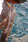 Another sailfish is gently released at boatside increasing its chances to live out a long life.