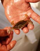 Live Crabs are the bait of choice for serious Permit anglers.