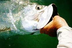 A Beautiful Florida Keys Tarpon