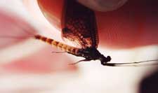 Mayfly hatches will vary from a trickle of a few thousand to billions of flies.