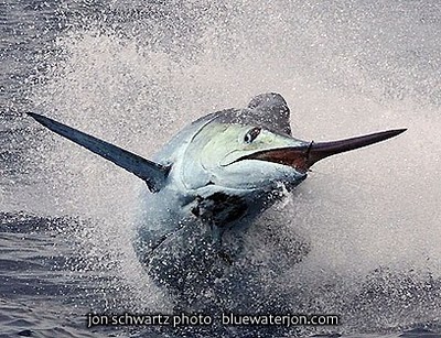 jon_schwartz_fishing_photography_marlin.jpg