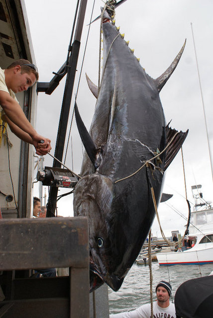 Tuna Time 9.jpg