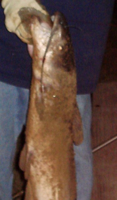 friends fish.jpg (87.5 KiB) Viewed 13044 times friends fish.jpg
