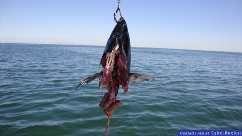 Click to Enlarge Photo