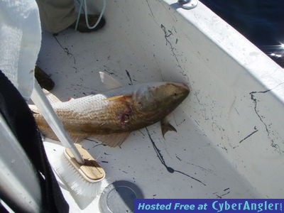 Click to Enlarge Photo