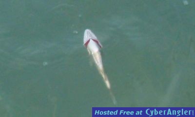 Click to Enlarge Photo