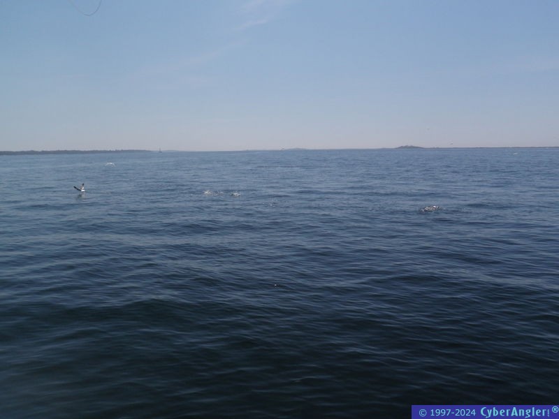 Click to Enlarge Photo