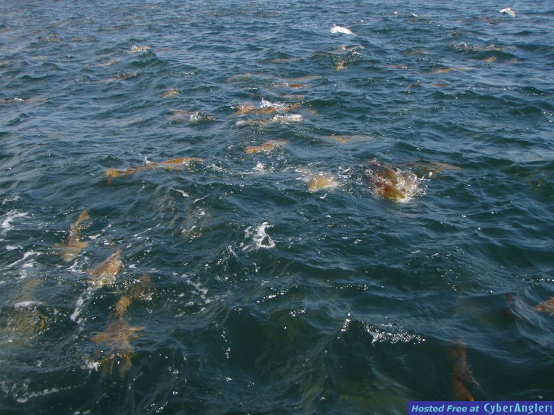 Click to Enlarge Photo
