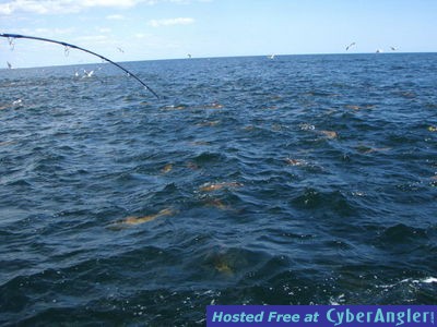 Click to Enlarge Photo