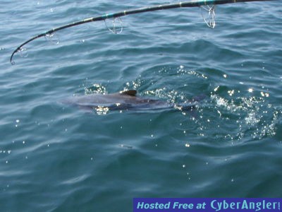 Click to Enlarge Photo