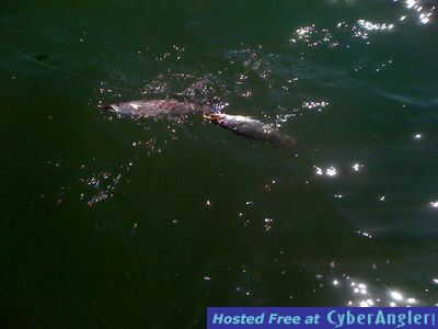 Click to Enlarge Photo