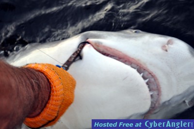 Click to Enlarge Photo