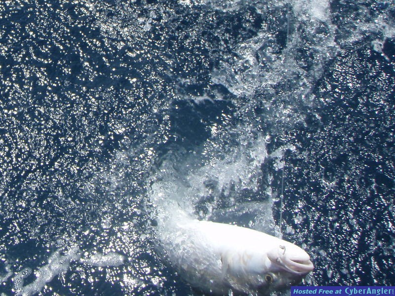Click to Enlarge Photo