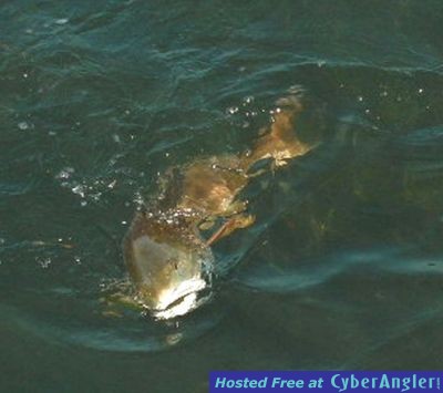 Click to Enlarge Photo