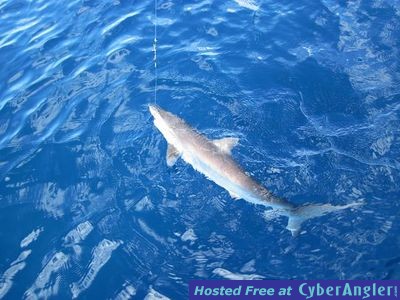 Click to Enlarge Photo