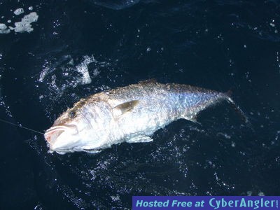 Click to Enlarge Photo