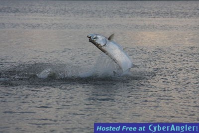 Click to Enlarge Photo