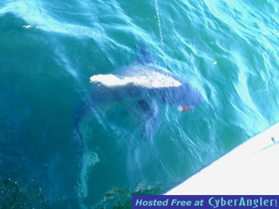 Click to Enlarge Photo