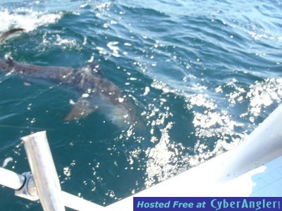 Click to Enlarge Photo