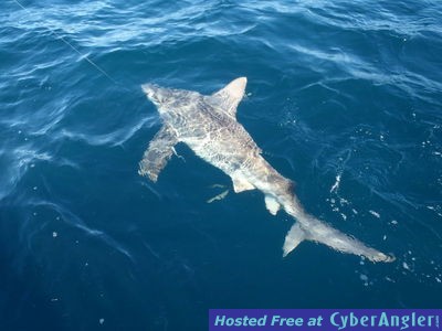 Click to Enlarge Photo