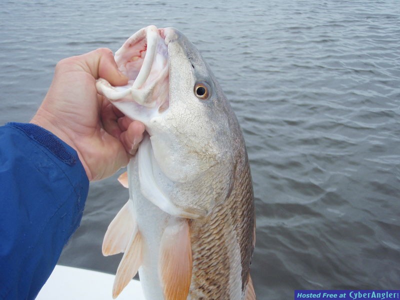 Click to Enlarge Photo