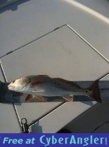 Click to Enlarge Photo