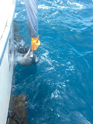 Click to Enlarge Photo