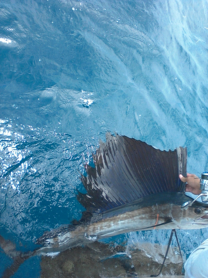 Click to Enlarge Photo