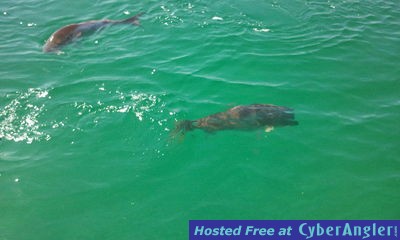 Click to Enlarge Photo