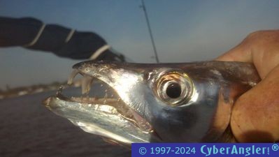 Click to Enlarge Photo