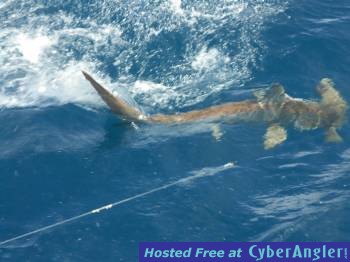 Click to Enlarge Photo