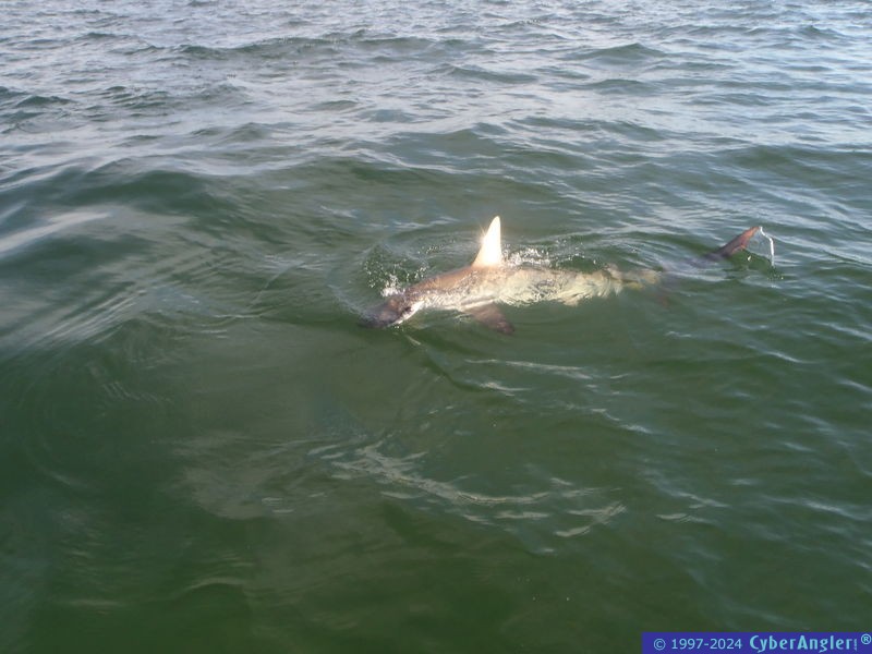 Click to Enlarge Photo