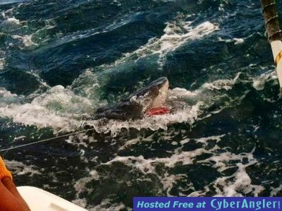 Click to Enlarge Photo