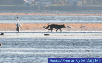 Click to Enlarge Photo