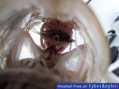 Click to Enlarge Photo