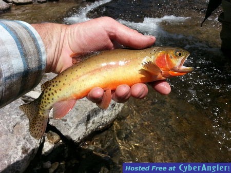 Click to Enlarge Photo