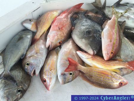 Click to Enlarge Photo