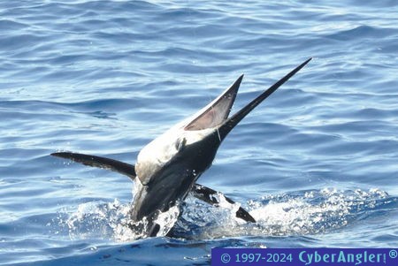 Click to Enlarge Photo