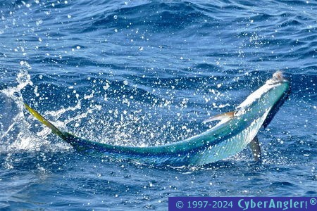 Click to Enlarge Photo