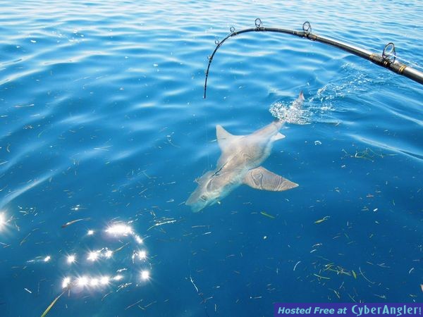 Click to Enlarge Photo