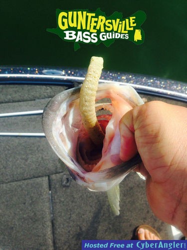 Click to Enlarge Photo