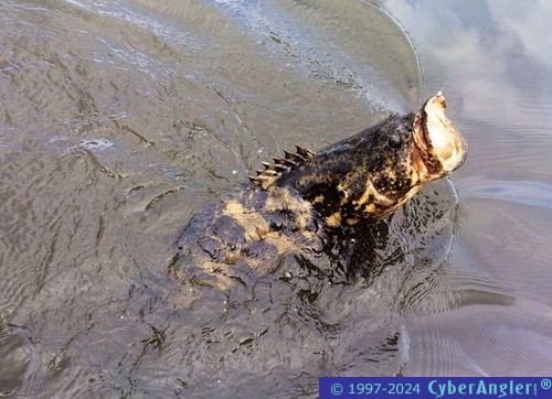 Click to Enlarge Photo